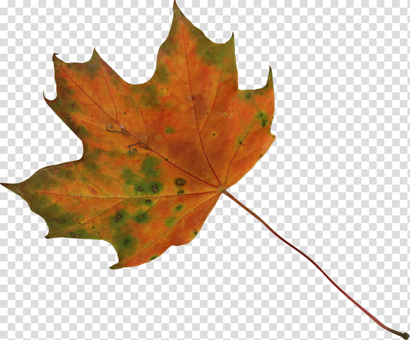 maple leaf  orange and green precut, orange and green maple leaf transparent background PNG clipart