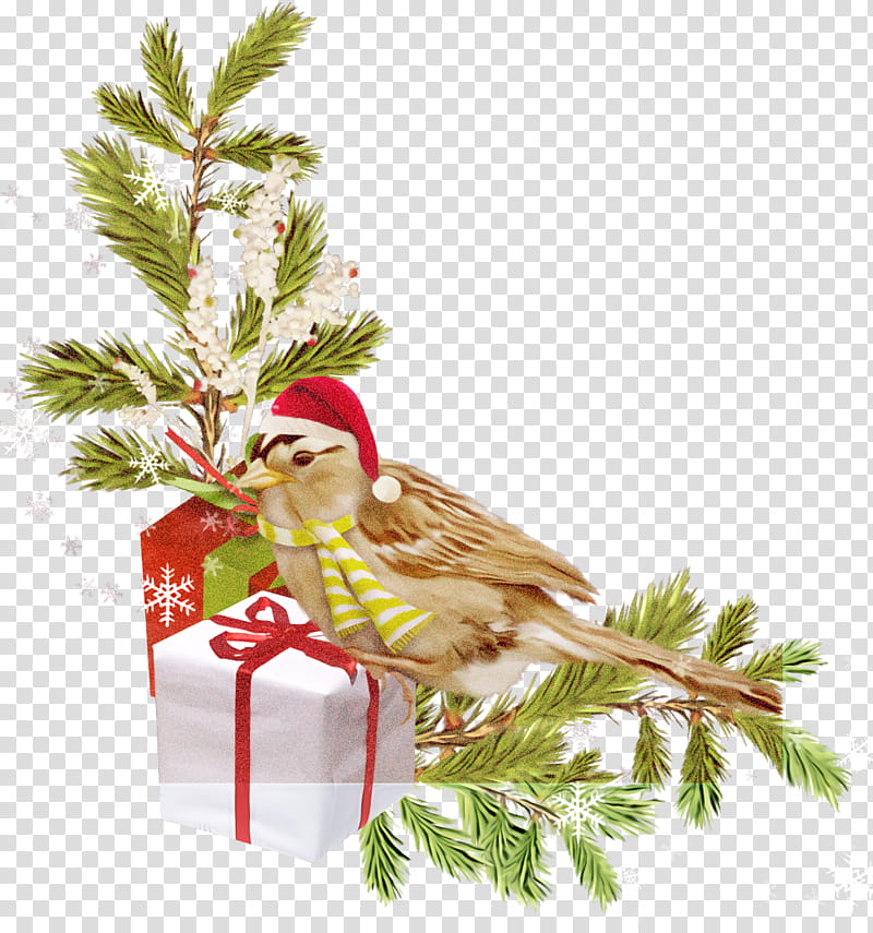 Christmas ornaments Christmas decoration Christmas, Christmas , Bird, Branch, Twig, Fir, Plant, Holly transparent background PNG clipart