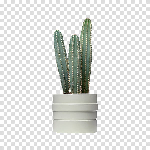 Green aesthetic, green cacti on white pot transparent background PNG clipart
