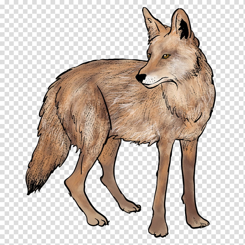 Wolf, RED Fox, Coyote, Jackal, Red Wolf, Snout, Fur, Animal transparent background PNG clipart