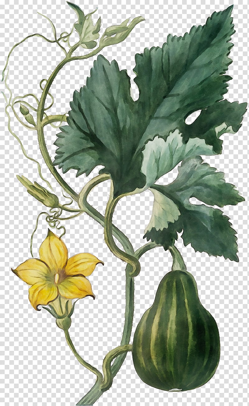 Autumn Plant, Flower, Squash, Autumn Still Life, Painting, Towel, Vase, Leaf transparent background PNG clipart