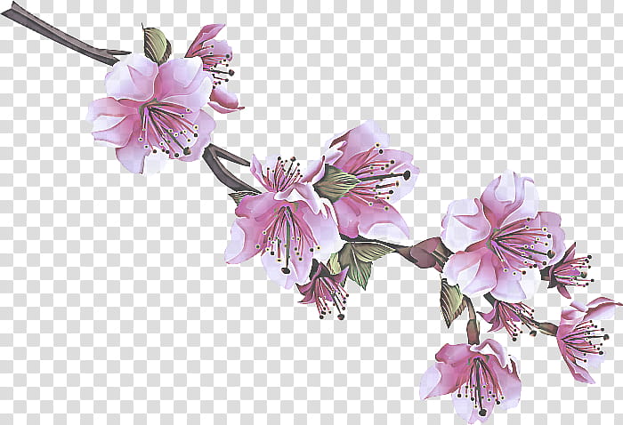 Cherry blossom, Flower, Flowering Plant, Petal, Pink, Cut Flowers, Dendrobium, Geranium transparent background PNG clipart