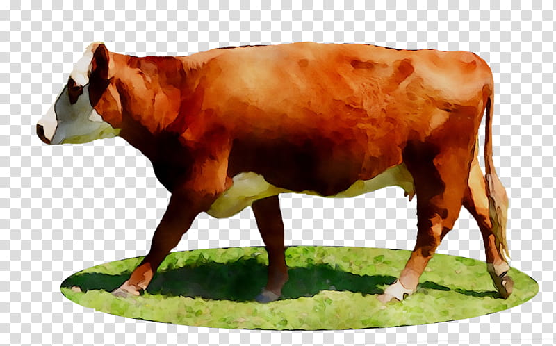 Cartoon Grass, Dairy Cattle, Ox, Calf, Snout, Bovine, Animal Figure, Live transparent background PNG clipart