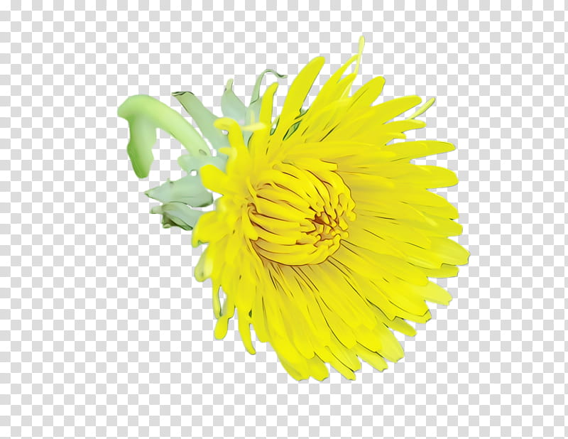 yellow flower plant dandelion flowering plant, Watercolor, Paint, Wet Ink, Cut Flowers, Gerbera, Petal, Sow Thistles transparent background PNG clipart