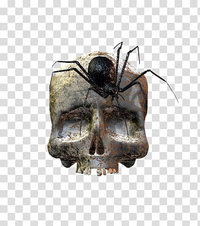 Halloween, black spider crawling on skull illustration transparent background PNG clipart
