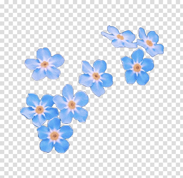 forget-me-not blue flower petal plant, Forgetmenot, Wildflower, Borage Family, Blossom transparent background PNG clipart