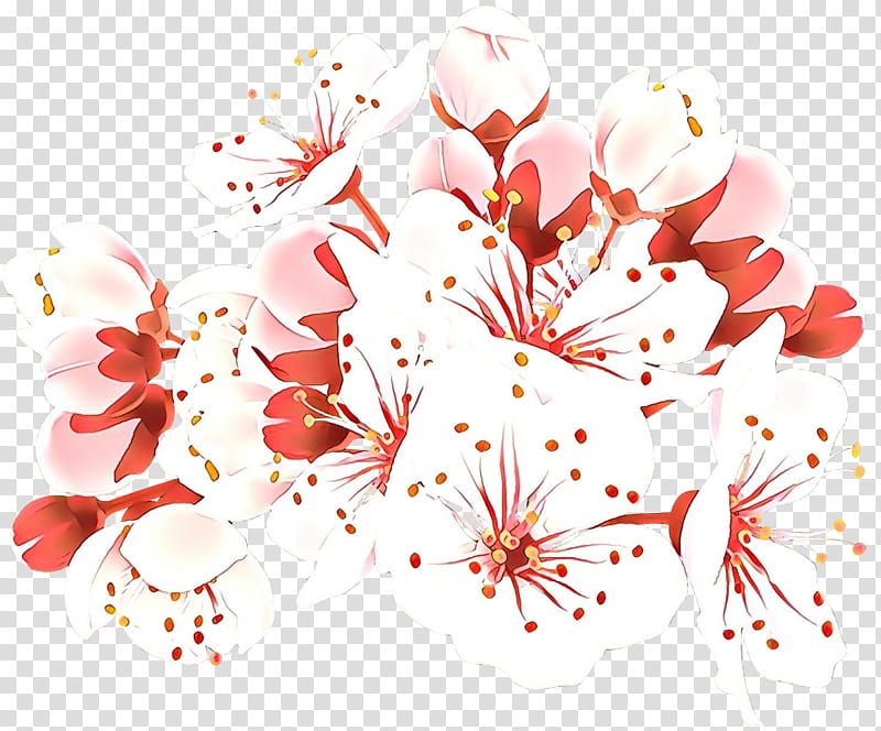 Cherry Blossom, Cherries, Cerasus, Plum, Drawing, Flower, Plant, Petal transparent background PNG clipart