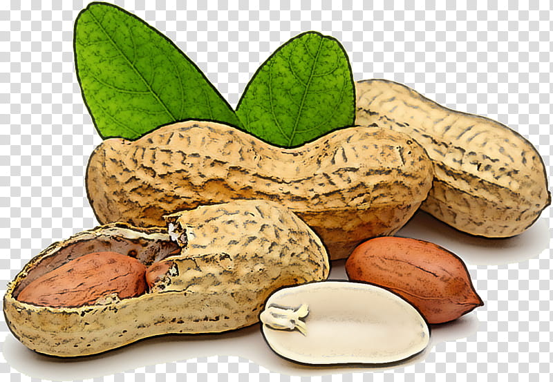 peanut plant legume nut rock, Food, Superfood, Vegan Nutrition, Perennial Plant transparent background PNG clipart