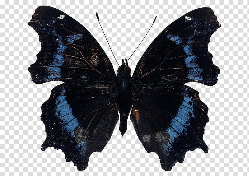 Insect, blue and black butterfly transparent background PNG clipart.