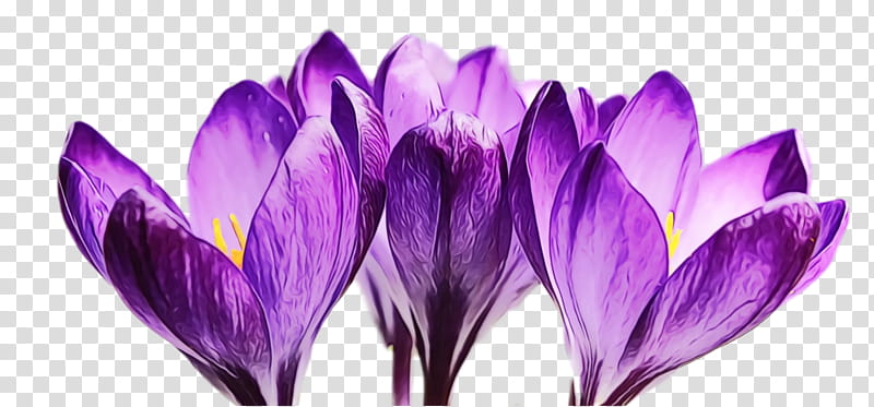 crocus violet purple flower petal, Spring Flower, Spring Floral, Flowers, Watercolor, Paint, Wet Ink, Tommie Crocus transparent background PNG clipart