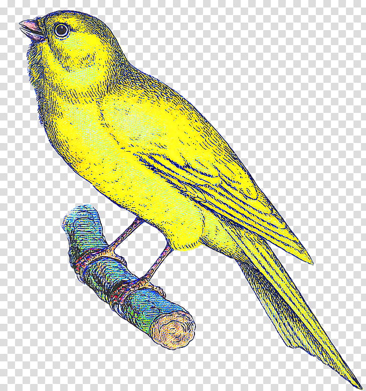 bird beak atlantic canary songbird yellow, Finch, Perching Bird, Budgie transparent background PNG clipart