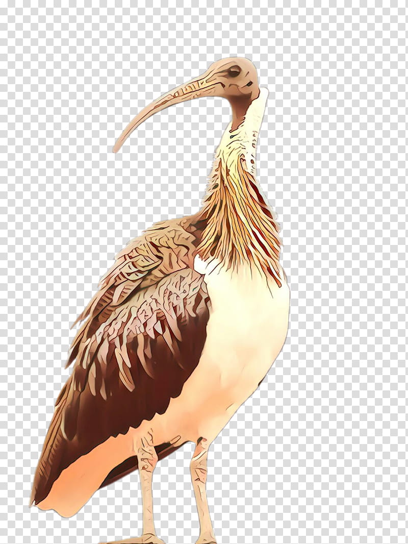 bird beak ibis pelecaniformes pelican, Seabird, Ciconiiformes, Heron, Cranelike Bird transparent background PNG clipart