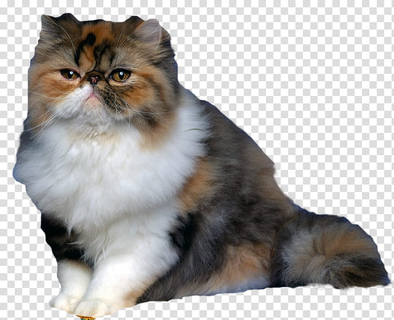 Cats, calico Persian cat transparent background PNG clipart