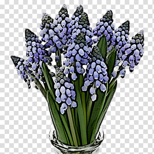 Lavender, Flower, Grape Hyacinth, Plant, Cut Flowers, Bouquet, Lily Of The Valley transparent background PNG clipart