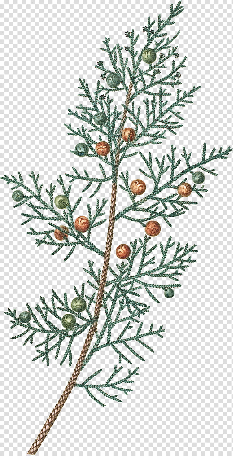 yellow fir arizona cypress shortleaf black spruce red juniper plant, Tree, Jack Pine, Colorado Spruce, Branch, Flower transparent background PNG clipart