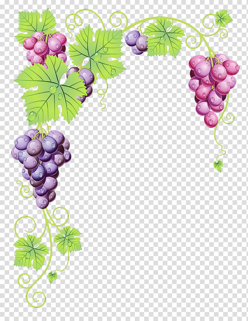 Drawing Of Family, Common Grape Vine, Grape Leaves, Wine, Vineyard, Vintage, Grapevines, Grapevine Family transparent background PNG clipart