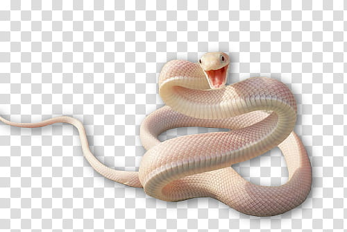 Full, pink and white snake transparent background PNG clipart