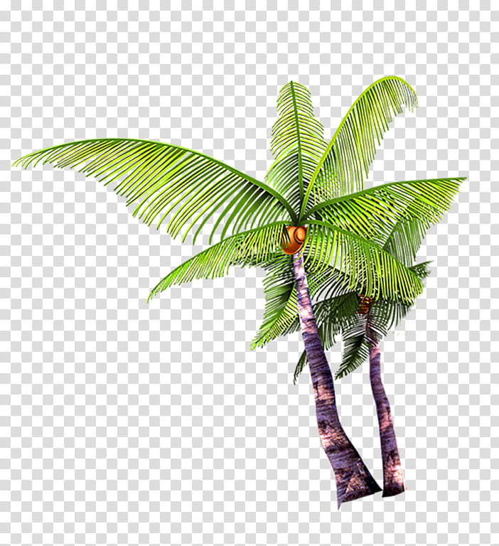 Render Jover Design, green coconut tree illustration transparent background PNG clipart