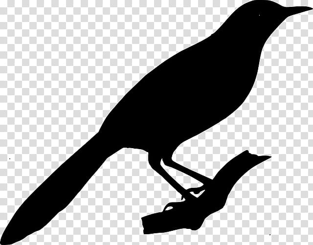 Bird Silhouette, New Caledonian Crow, Crows, Beak, Blackbird, Crowlike Bird, Tail, Boat Tailed Grackle transparent background PNG clipart