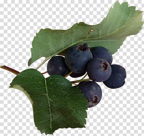 Tea Tree, Blueberry, Bilberry, Huckleberry, Blueberry Tea, Berries, Damson, European Blueberry transparent background PNG clipart