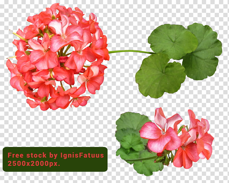 Geranium Free, red flower transparent background PNG clipart