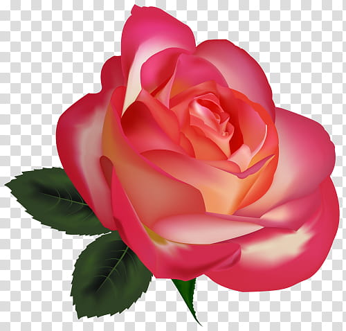 Rosas transparent background PNG clipart