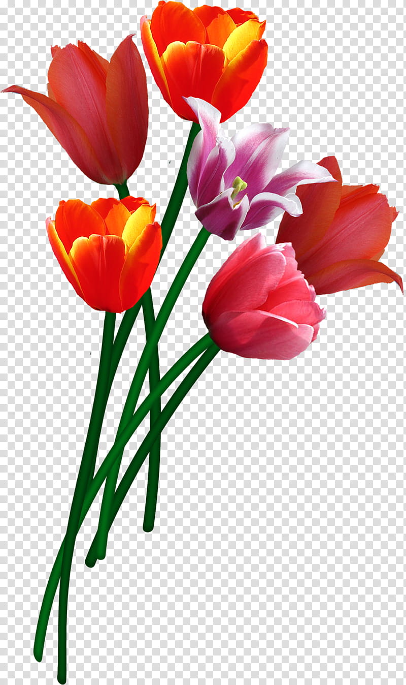 Flowers, pink tulips transparent background PNG clipart