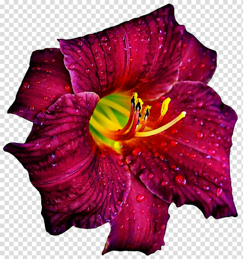 Sophia Loren Daylily transparent background PNG clipart