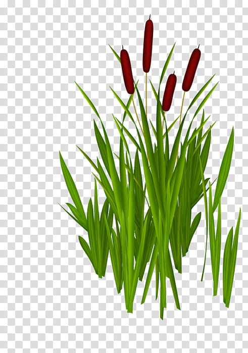 Green Grass, Ugly Duckling, Grasses, Fairy Tale, Plant Stem, Animation, Flower, Herbaceous Plant transparent background PNG clipart