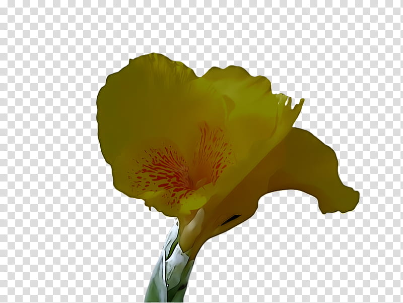 flower yellow petal plant wildflower, Bud, Cut Flowers, Iris transparent background PNG clipart