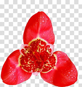 Red Flowers, red and yellow moth orchid transparent background PNG clipart