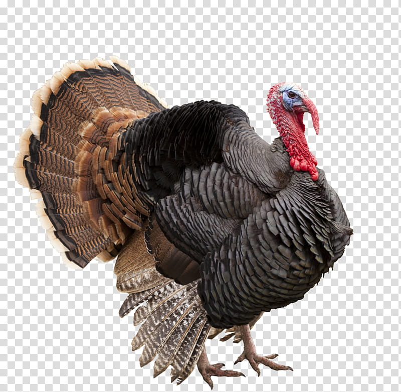 Turkey Thanksgiving, Wild Turkey, Turkey Meat, Pilgrim, Thanksgiving Dinner, Alcoholic Beverages, Drinking, Food transparent background PNG clipart