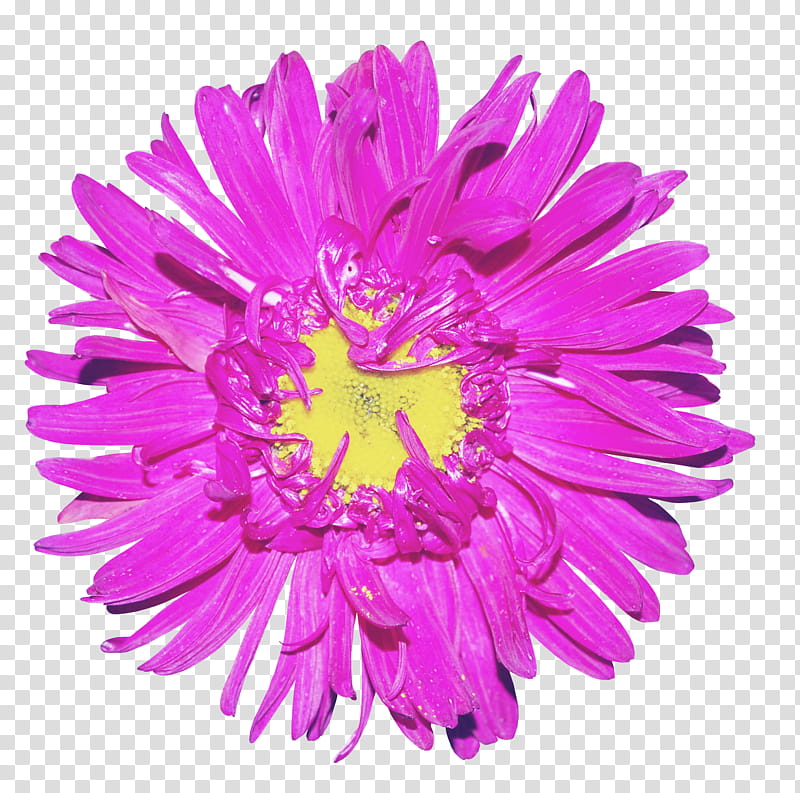Pink Flower, Violet, Purple, Color, Green, Fuchsia, China Aster, Plant transparent background PNG clipart