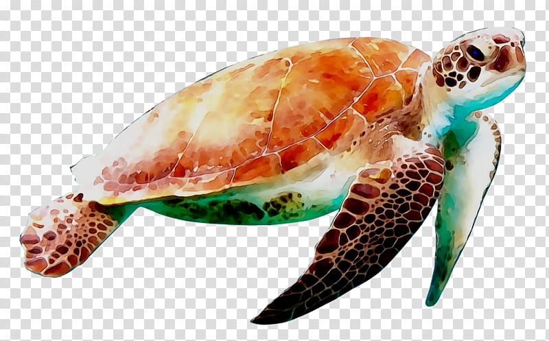 Sea Turtle, Reptile, Sea Turtle Conservancy, Green Sea Turtle, Loggerhead Sea Turtle, Modern Sea Turtles, Hawksbill Sea Turtle, World Turtle Day transparent background PNG clipart