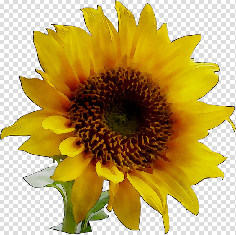 Flower Borders, Sunflower, BORDERS AND FRAMES, Common Sunflower, Post Malone, Yellow, Sunflower Seed, Petal transparent background PNG clipart