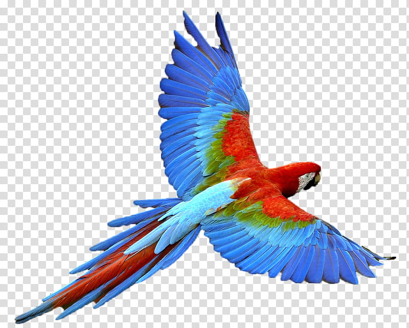 Bird Parrot, True Parrot, Parrots Parrots Parrots Just Parrots, Drawing, Macaw, Beak, Tail, Feather transparent background PNG clipart