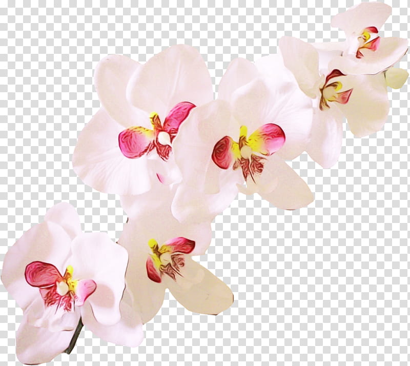 flower flowering plant moth orchid petal pink, Watercolor, Paint, Wet Ink, Cut Flowers, Blossom transparent background PNG clipart