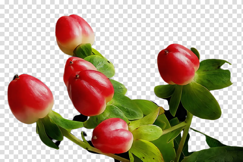 flowering plant flower plant fruit lingonberry, Watercolor, Paint, Wet Ink, Bud, Arctostaphylos Uvaursi, Hypericum, Natural Foods transparent background PNG clipart