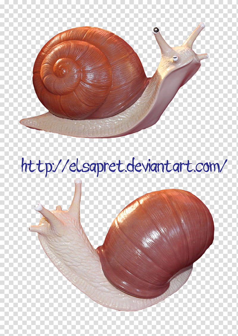 Keira snail, white and brown snail transparent background PNG clipart