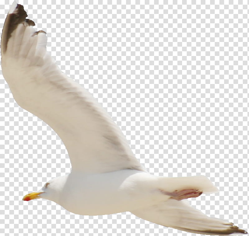 Fly with me, white seagull flying transparent background PNG clipart