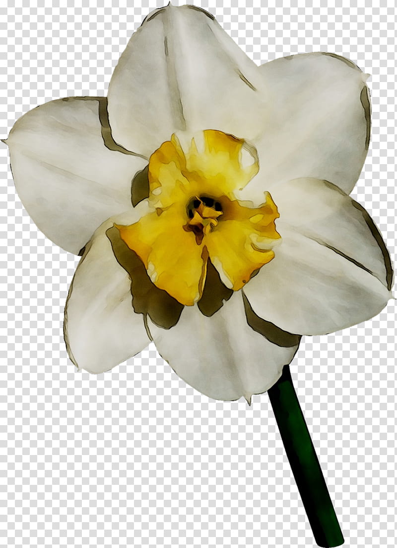 White Lily Flower, Yellow, Narcissus, Moth Orchids, Petal, Plant, Amaryllis Family, Wildflower transparent background PNG clipart