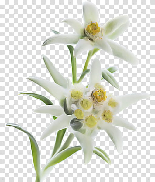 flower white edelweiss plant petal, Lily, Lily Family, Cut Flowers transparent background PNG clipart