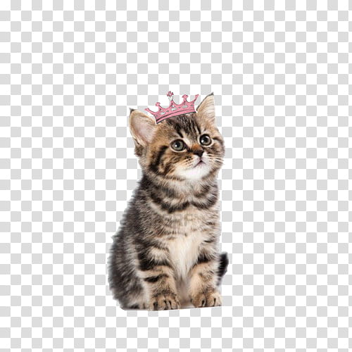 silver tabby kitten transparent background PNG clipart