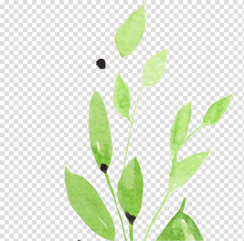 Oak Tree Leaf, Twig, Shrub, Plant Stem, Holly, Plants, Quercus Suber, Bark transparent background PNG clipart