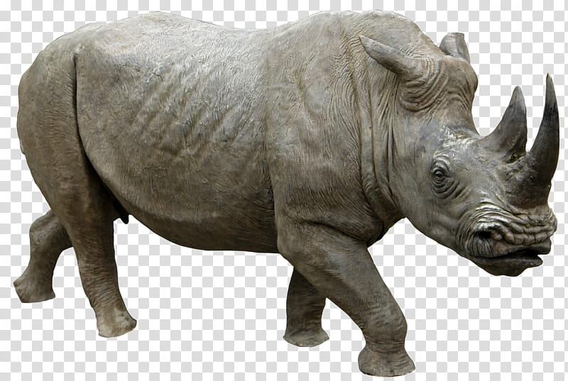 Rhino  HQ, gray rhinoceros transparent background PNG clipart