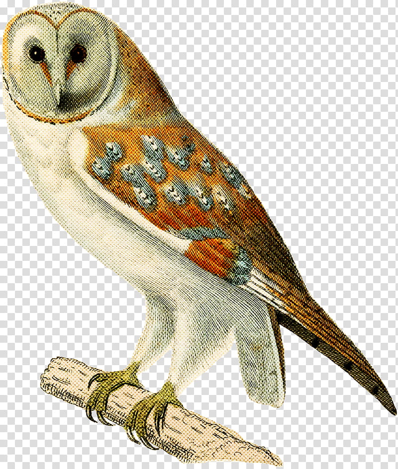 bird barn owl owl beak bird of prey, Animal Figure, Falconiformes transparent background PNG clipart