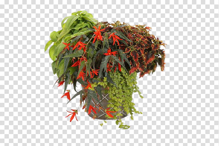 Tree Leaf, Begonia Boliviensis, Flowerpot, Tuberous Begonias, Parrans Greenhouse, Plants, Garden, Annual Plant transparent background PNG clipart