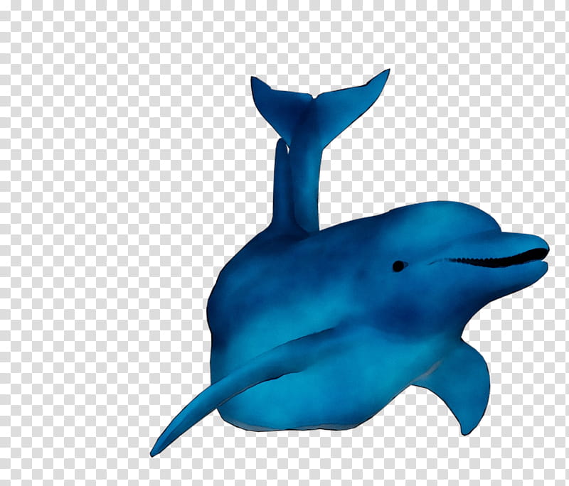 Whale, Shortbeaked Common Dolphin, Roughtoothed Dolphin, Wholphin, Toothed Whale, Longbeaked Common Dolphin, Cobalt Blue, Biology transparent background PNG clipart