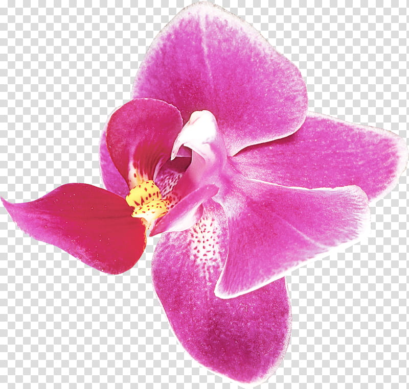 petal pink flower violet plant, Purple, Magenta, Orchid, Moth Orchid transparent background PNG clipart