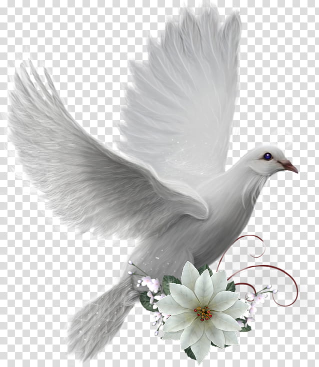 Bird Wing, Pigeons And Doves, Colombe, Peace, Typical Pigeons, Peace Symbols, Beak, Feather transparent background PNG clipart